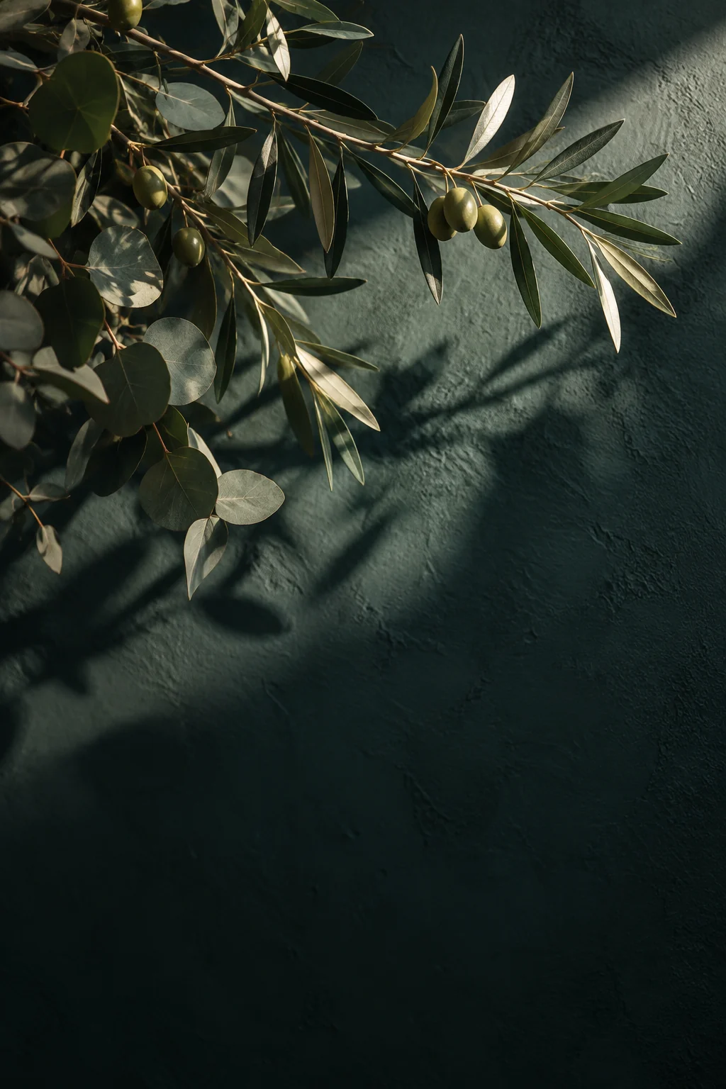 Ramas de olivo con luz natural sobre una pared verde oscura